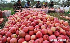 今年有些地方苹果价格比去年上涨了不止一倍，是何原因
