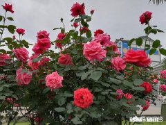 鲜切花月季玫瑰赏好花之后可以扦插吗会生根吗