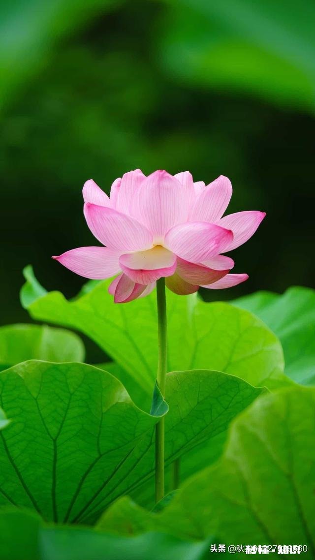 在自己出生这天，母亲去世，这生日我还过吗