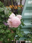 除了生死，有什么原因能让真爱的两个人不能白首