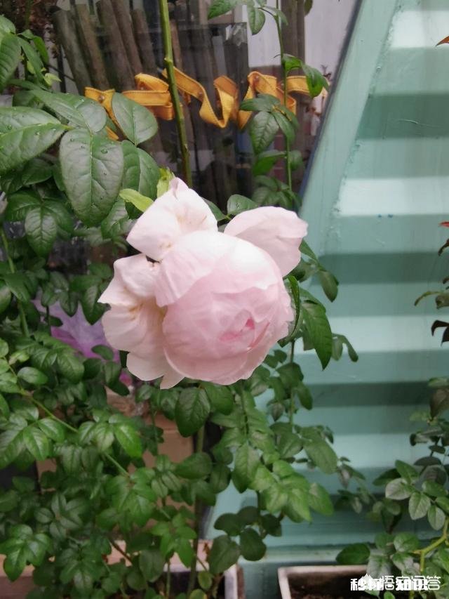 除了生死，有什么原因能让真爱的两个人不能白首