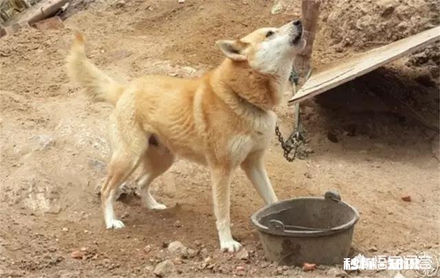 在农村被农民称为“三霸”的动物是哪三种动物