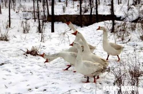 在农村被农民称为“三霸”的动物是哪三种动物