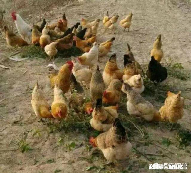 在农村被农民称为“三霸”的动物是哪三种动物