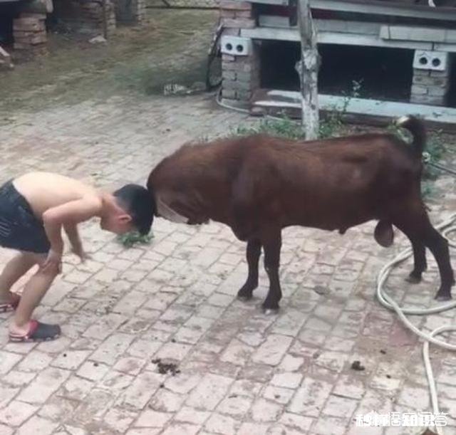 在农村被农民称为“三霸”的动物是哪三种动物