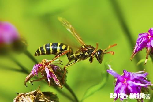 在农村被农民称为“三霸”的动物是哪三种动物
