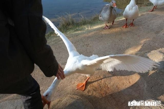 在农村被农民称为“三霸”的动物是哪三种动物