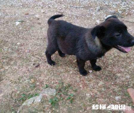 在农村被农民称为“三霸”的动物是哪三种动物