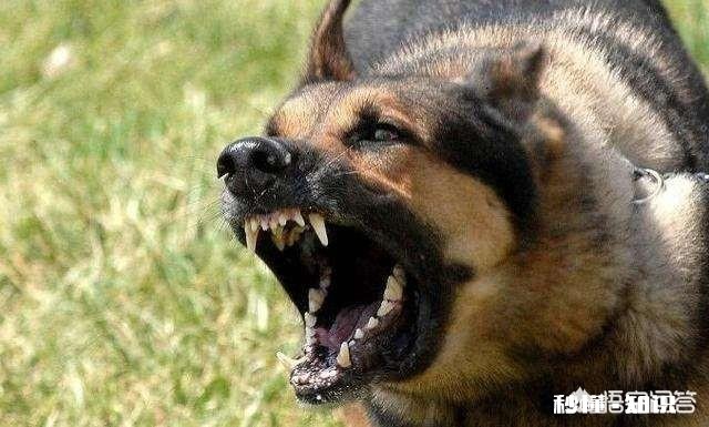 在农村被农民称为“三霸”的动物是哪三种动物