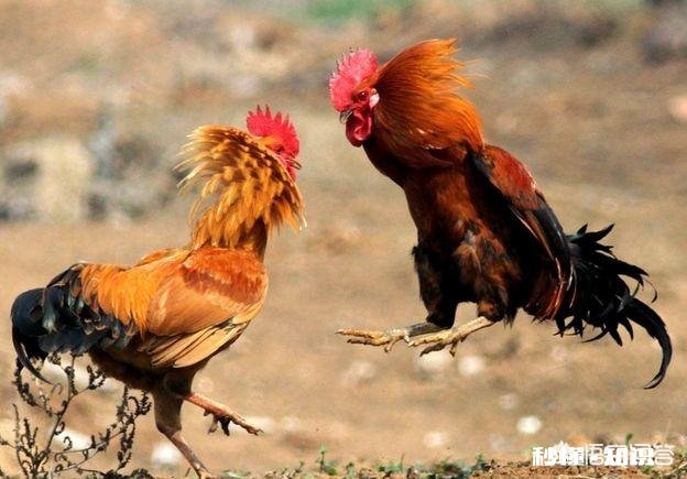 在农村被农民称为“三霸”的动物是哪三种动物