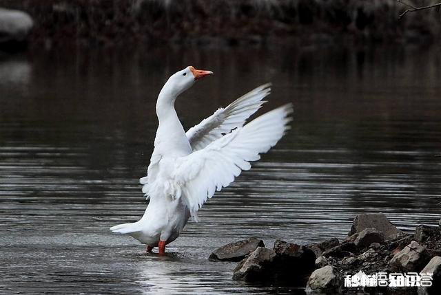 在农村被农民称为“三霸”的动物是哪三种动物