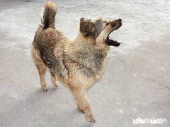 在农村被农民称为“三霸”的动物是哪三种动物