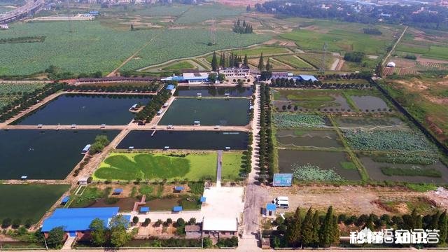 在农村想养殖小龙虾，作为一个外行人需要掌握什么技巧