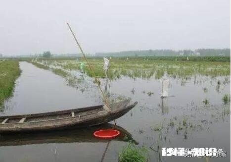 在农村想养殖小龙虾，作为一个外行人需要掌握什么技巧