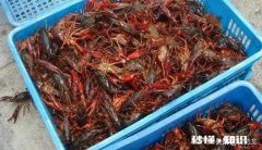 在农村想养殖小龙虾，作为一个外行人需要掌握什么技巧