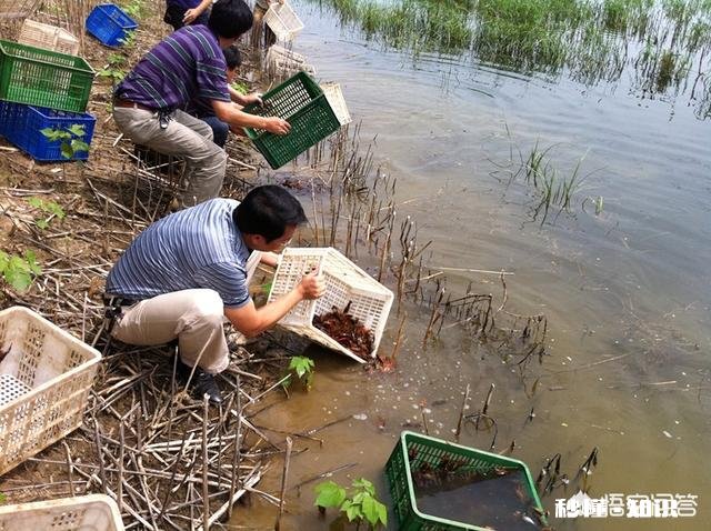 在农村想养殖小龙虾，作为一个外行人需要掌握什么技巧
