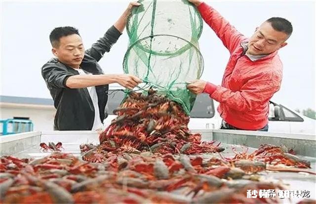 在农村想养殖小龙虾，作为一个外行人需要掌握什么技巧