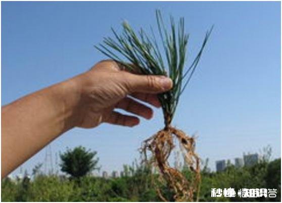 松树剪枝扦插能活吗