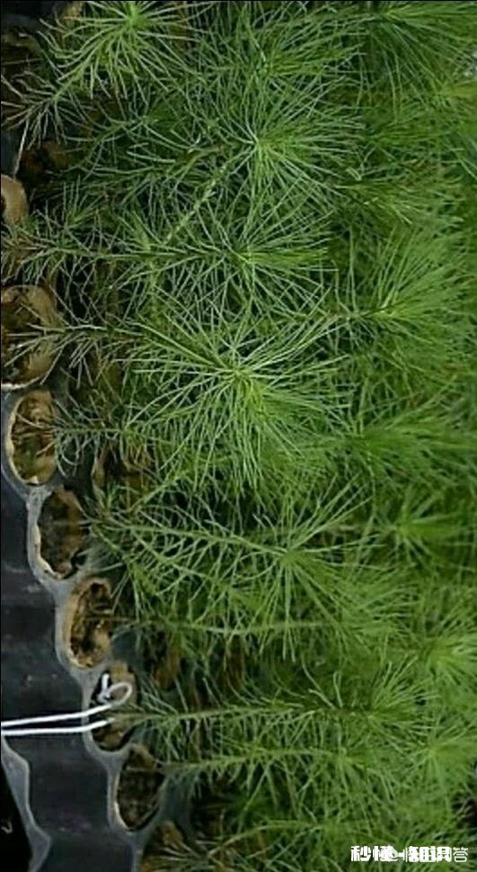 松树剪枝扦插能活吗