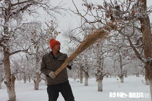 果树在开花期间遇到倒春寒，怎么才能将损失降到最低