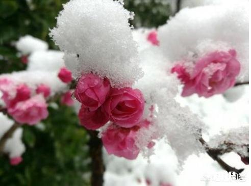 果树在开花期间遇到倒春寒，怎么才能将损失降到最低
