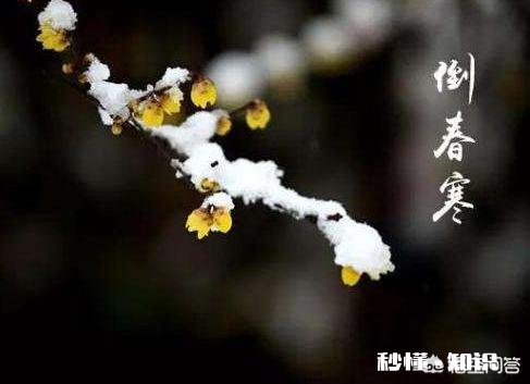 果树在开花期间遇到倒春寒，怎么才能将损失降到最低