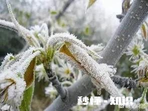 果树在开花期间遇到倒春寒，怎么才能将损失降到最低