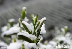 果树在开花期间遇到倒春寒，怎么才能将损失降到最低