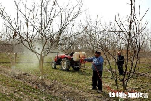 果树在开花期间遇到倒春寒，怎么才能将损失降到最低