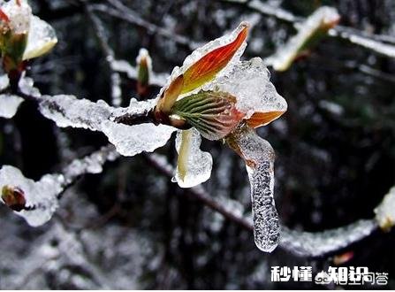 果树在开花期间遇到倒春寒，怎么才能将损失降到最低