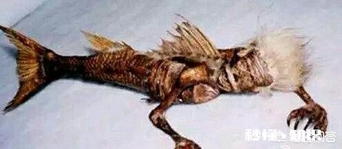 美人鱼是一种什么鱼