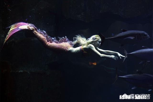 美人鱼是一种什么鱼