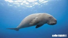 美人鱼是一种什么鱼