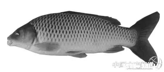 如何清净鱼塘的鲫鱼