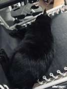 猫咪太瘦吃哪款猫粮比较好? 需要注意什么