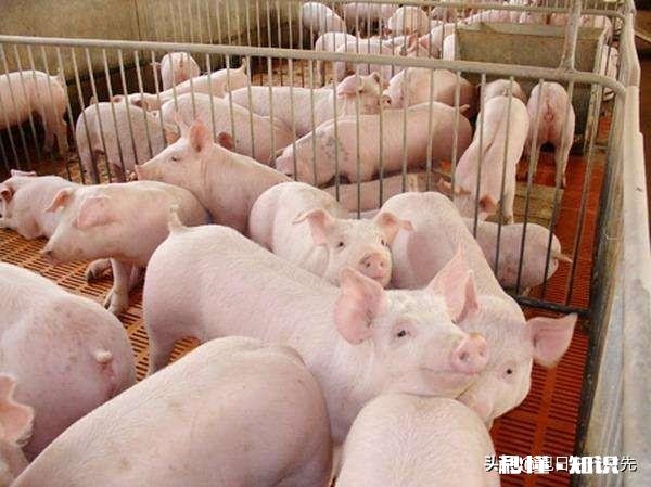 我有15万元存款，打算回家养猪，可养多大规模，有希望发展吗