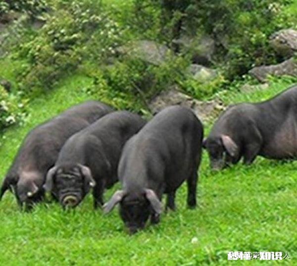 我有15万元存款，打算回家养猪，可养多大规模，有希望发展吗