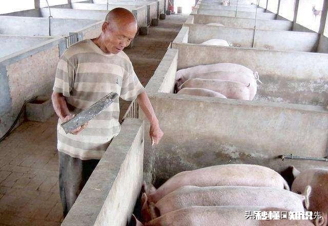 我有15万元存款，打算回家养猪，可养多大规模，有希望发展吗