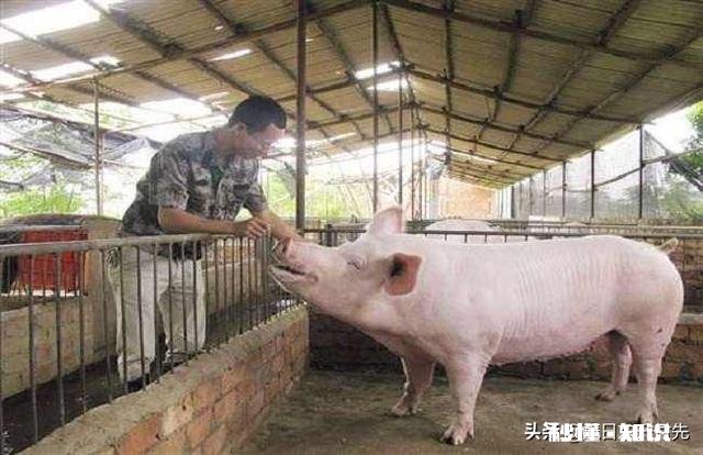 我有15万元存款，打算回家养猪，可养多大规模，有希望发展吗