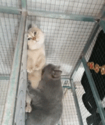 异地恋有必要天天说早晚安天天打电话吗