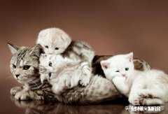 猫妈妈生完小猫要过多久才可以给猫妈妈洗澡