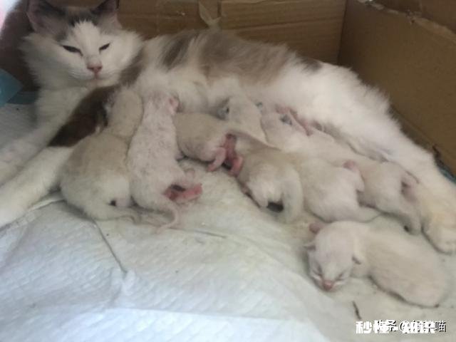 猫妈妈生完小猫要过多久才可以给猫妈妈洗澡