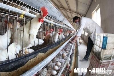 养殖场建在基本农田不合法，假如建在山边山地不是基本农田，合法吗