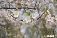 女朋友婚后不想跟男方父母同住，但是又不想让父母回老家，怎么办