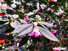 如果下一代居民身份证是植入体内的芯片，你会不会接受