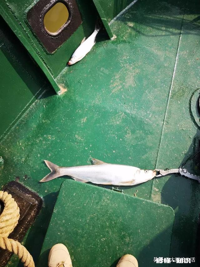 这鱼钩是朝天钩吗做什么用的