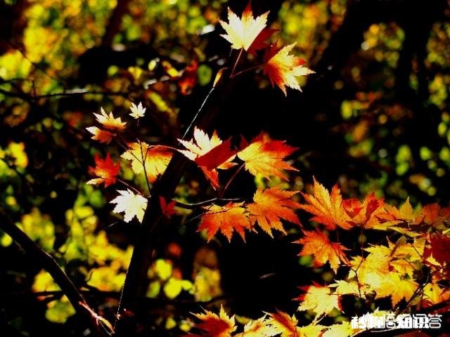 在旅行摄影时，你会携带什么样的镜头