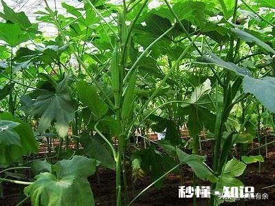 黄秋葵如何有效的种植才能达到高产