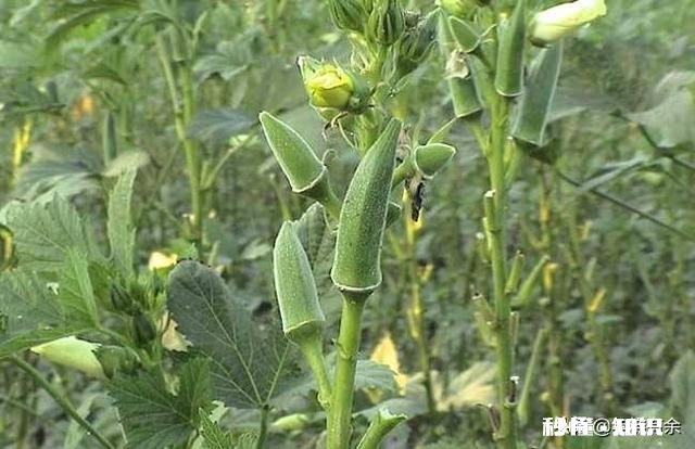 黄秋葵如何有效的种植才能达到高产