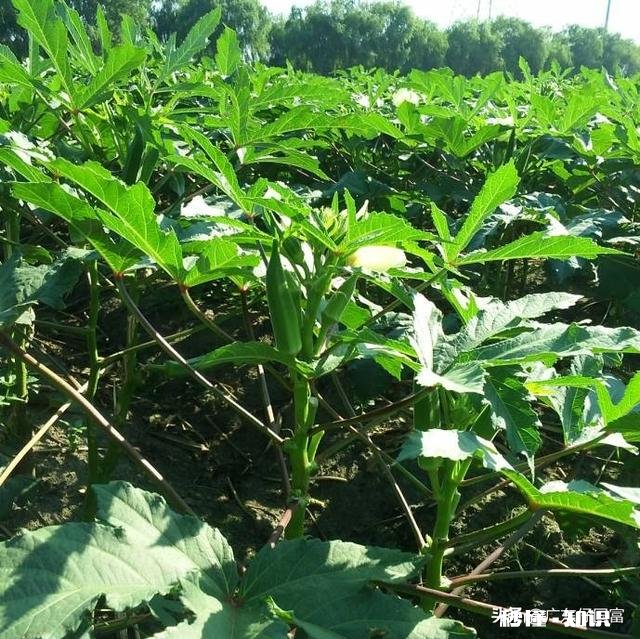 黄秋葵如何有效的种植才能达到高产